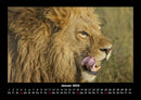 Löwen in der Wildnis Fotokalender 2026 - 1