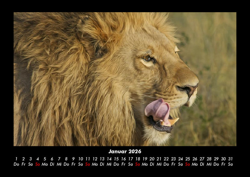 Löwen in der Wildnis Fotokalender 2026 - 1
