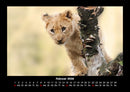 Löwen in der Wildnis Fotokalender 2026 - 2