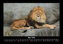 Löwen in der Wildnis Fotokalender 2026 - 3