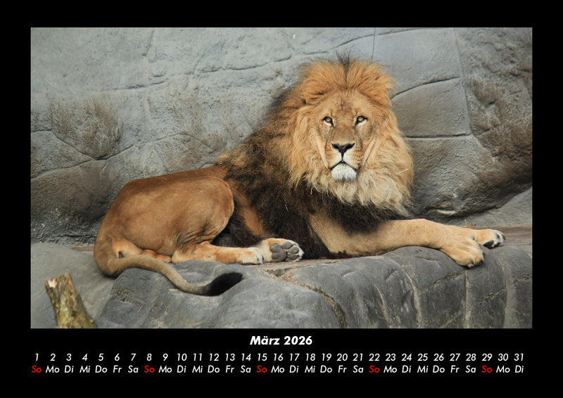 Löwen in der Wildnis Fotokalender 2026 - 3