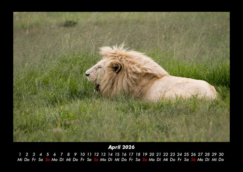 Löwen in der Wildnis Fotokalender 2026 - 4