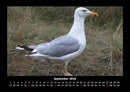 Vögel Fotokalender 2026 - 9