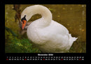Vögel Fotokalender 2026 - 11