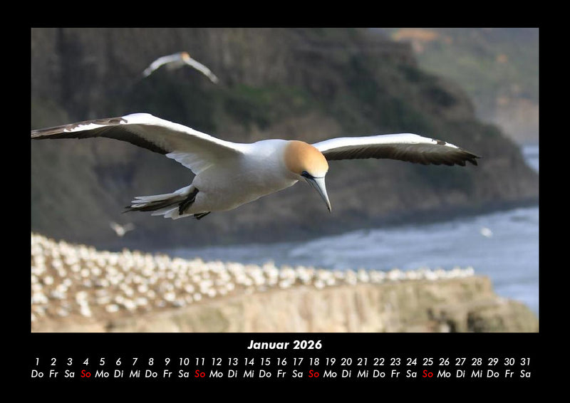 Vögel Fotokalender 2026 - 1