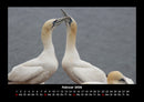 Vögel Fotokalender 2026 - 2