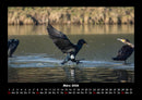 Vögel Fotokalender 2026 - 3
