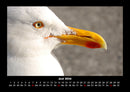 Vögel Fotokalender 2026 - 6