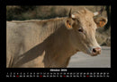 Kuhkalender Fotokalender 2026 - 10