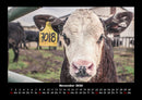 Kuhkalender Fotokalender 2026 - 11