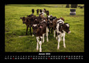 Kuhkalender Fotokalender 2026 - 1
