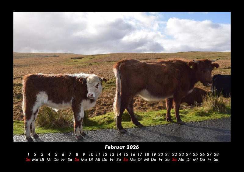 Kuhkalender Fotokalender 2026 - 2