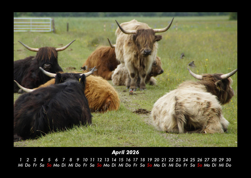 Kuhkalender Fotokalender 2026 - 4