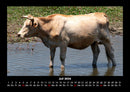 Kuhkalender Fotokalender 2026 - 7