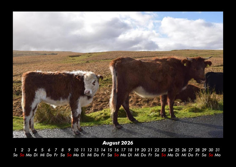 Kuhkalender Fotokalender 2026 - 8