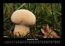 Pilzkalender Fotokalender 2026 - 9