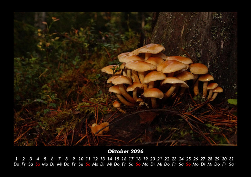Pilzkalender Fotokalender 2026 - 10