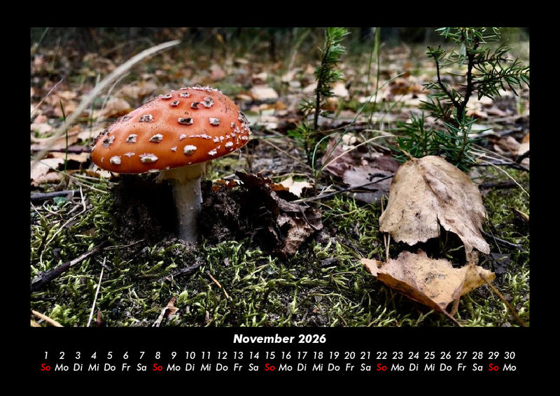 Pilzkalender Fotokalender 2026 - 11