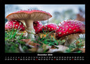 Pilzkalender Fotokalender 2026 - 12