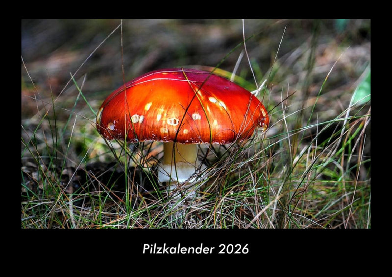 Pilzkalender Fotokalender 2026 - Hauptbild