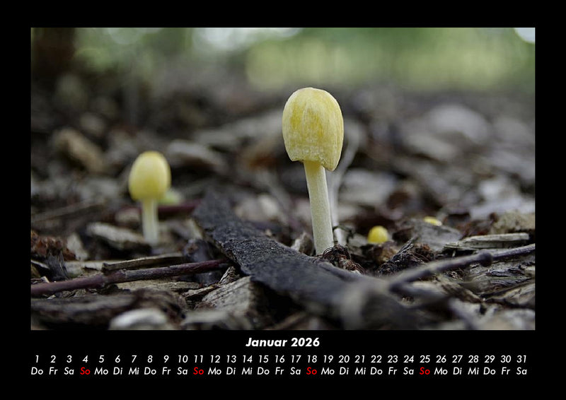 Pilzkalender Fotokalender 2026 - 1