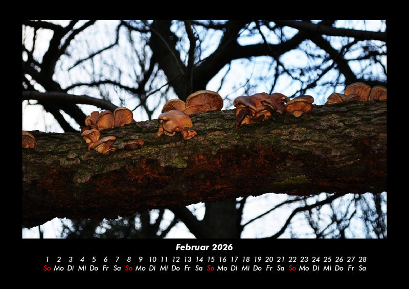 Pilzkalender Fotokalender 2026 - 2