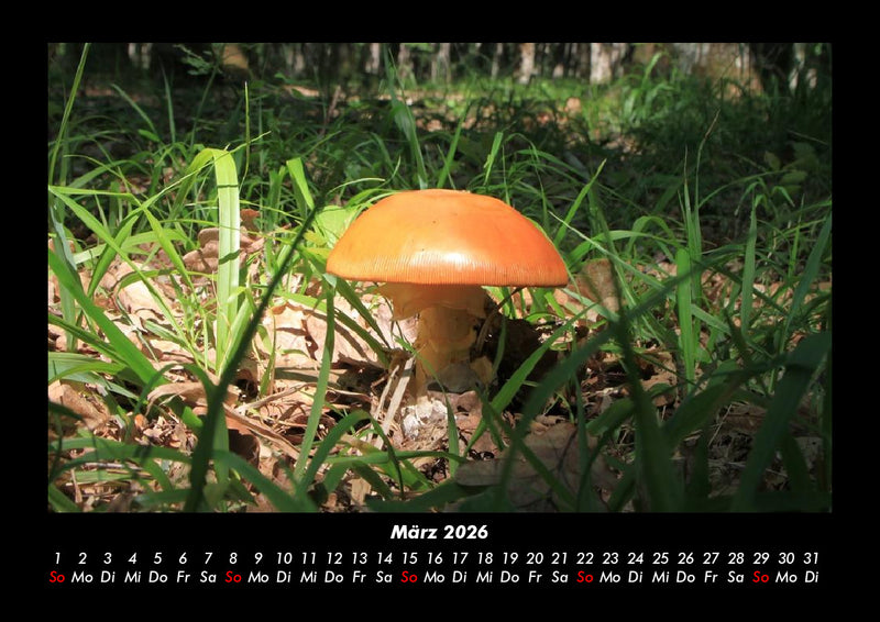 Pilzkalender Fotokalender 2026 - 3