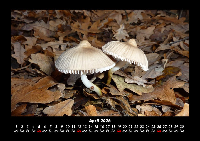 Pilzkalender Fotokalender 2026 - 4
