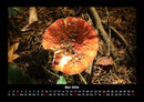 Pilzkalender Fotokalender 2026 - 5