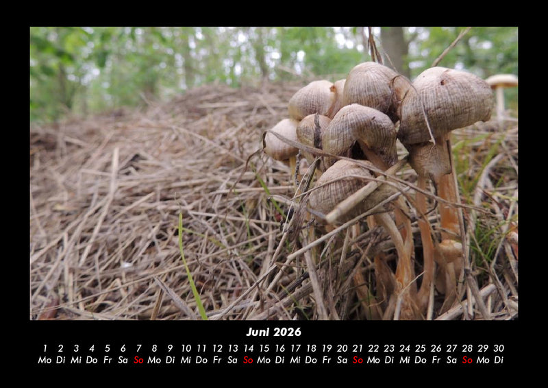 Pilzkalender Fotokalender 2026 - 6