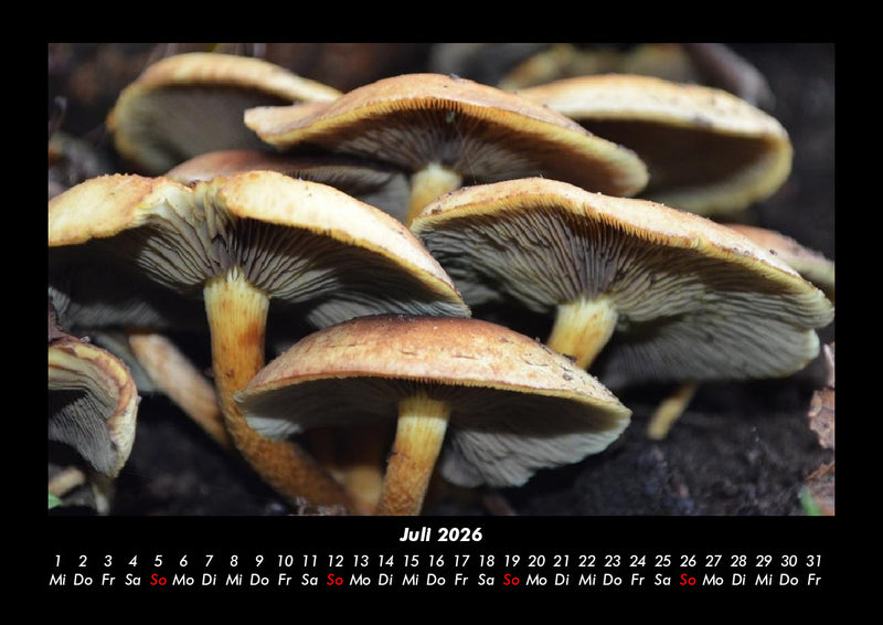 Pilzkalender Fotokalender 2026 - 7
