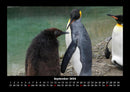 Pinguine & Eisbären Fotokalender 2026 - 9