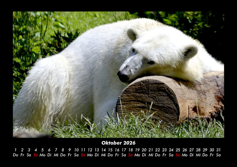 Pinguine & Eisbären Fotokalender 2026 - 10