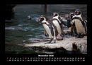 Pinguine & Eisbären Fotokalender 2026 - 11