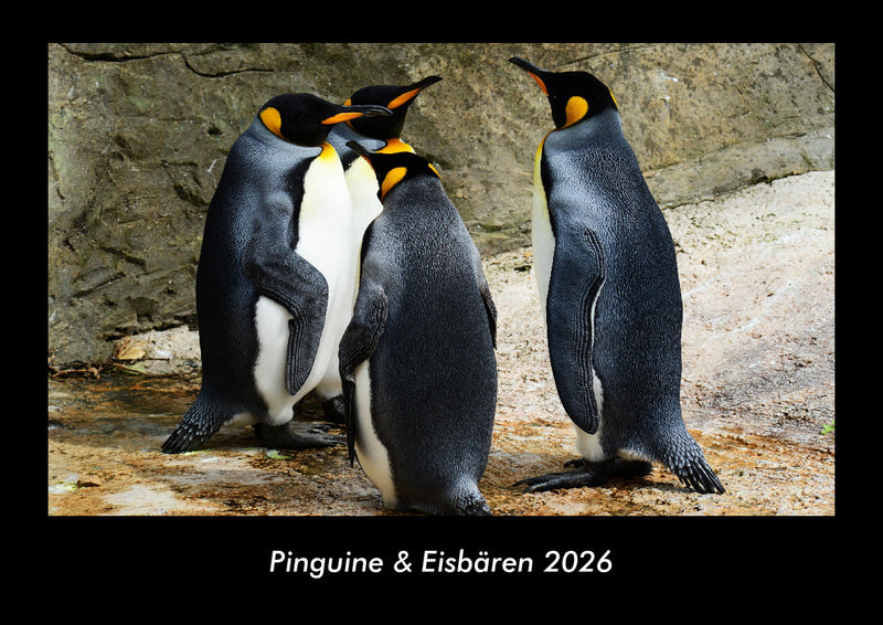 Pinguine & Eisbären Fotokalender 2026 - Hauptbild