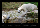 Pinguine & Eisbären Fotokalender 2026 - 1