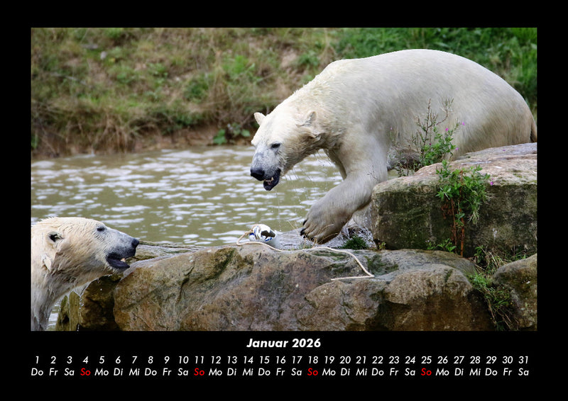 Pinguine & Eisbären Fotokalender 2026 - 1