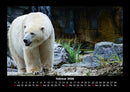 Pinguine & Eisbären Fotokalender 2026 - 2