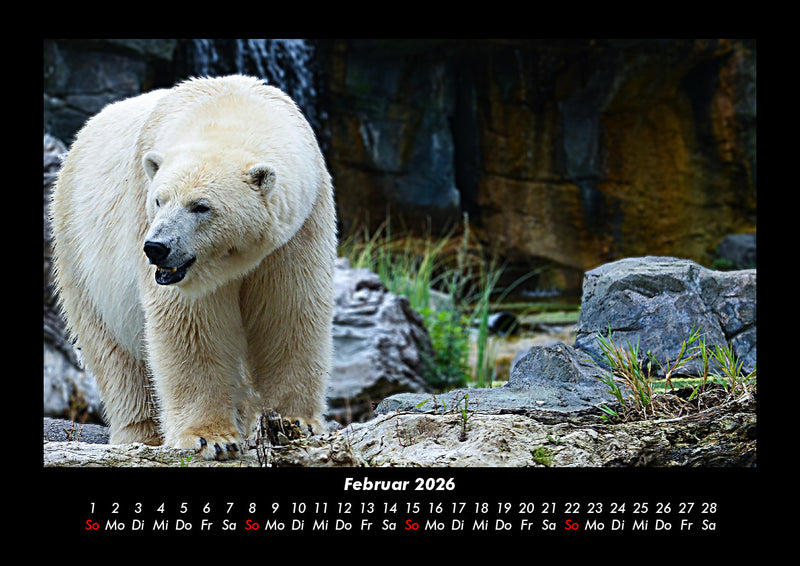 Pinguine & Eisbären Fotokalender 2026 - 2