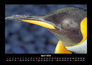 Pinguine & Eisbären Fotokalender 2026 - 4