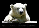 Pinguine & Eisbären Fotokalender 2026 - 5