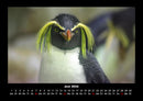 Pinguine & Eisbären Fotokalender 2026 - 6