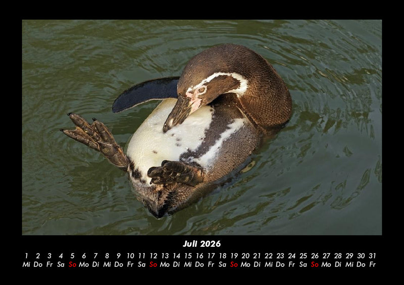 Pinguine & Eisbären Fotokalender 2026 - 7