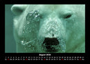 Pinguine & Eisbären Fotokalender 2026 - 8