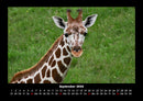 Tierkalender Fotokalender 2026 - 9