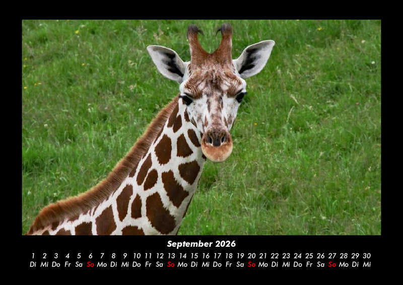 Tierkalender Fotokalender 2026 - 9
