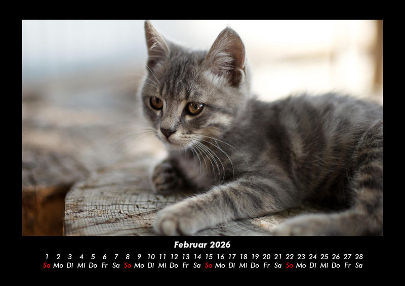 Tierkalender Fotokalender 2026 - 2