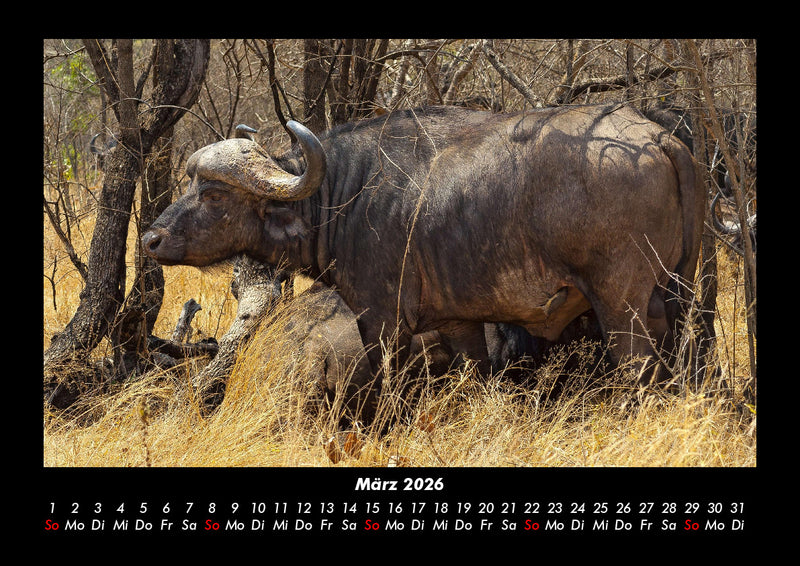 Tierkalender Fotokalender 2026 - 3