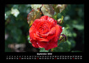 Rosentraum Fotokalender 2026 - 9