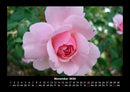 Rosentraum Fotokalender 2026 - 11